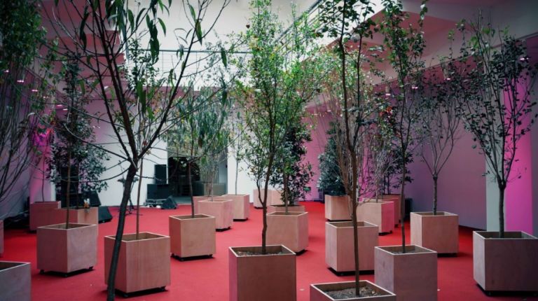 Junge Bäume in quadratischen Kübeln in einem Raum mit rotem Boden